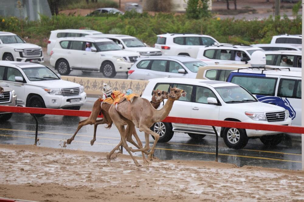 沙特阿拉伯举办纯血阿拉伯马赛