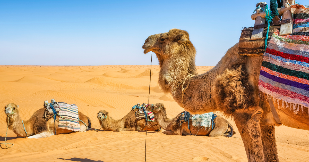 Saudi Arabia to Introduce Camel Passports