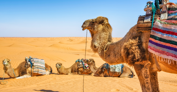 Saudi Arabia to Introduce Camel Passports